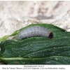 muschampia proto daghestan larva5a